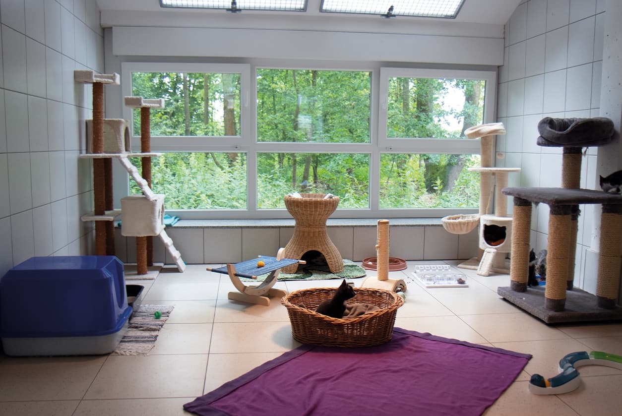 Katzenhaus, Bild 1