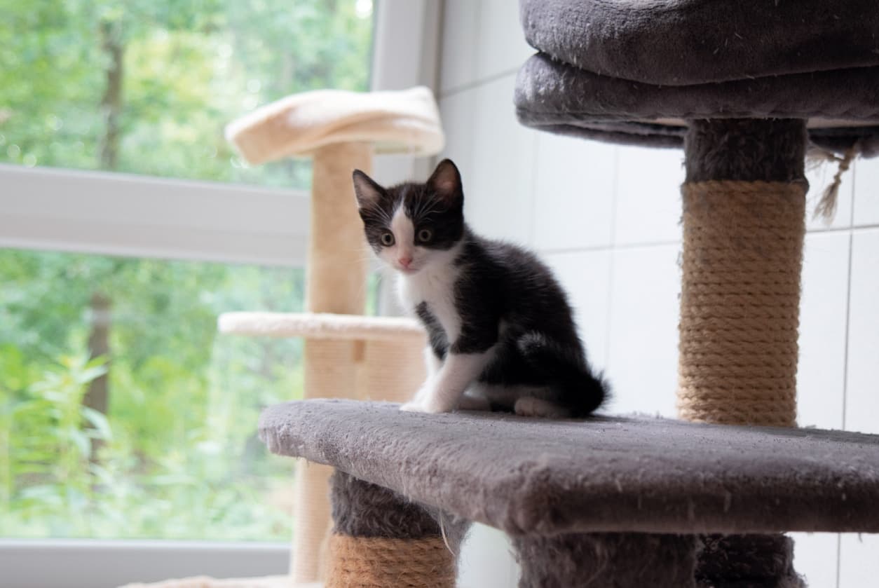 Katzenhaus, Bild 6