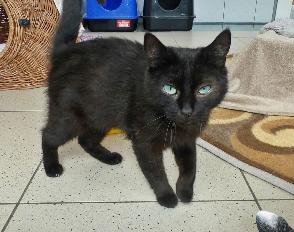Foto von kleiner Kater Aggroli