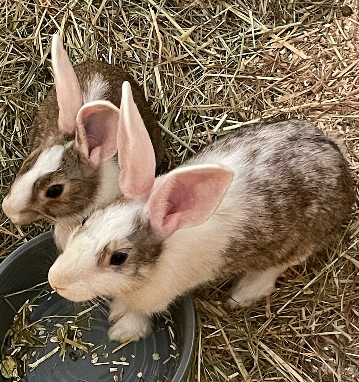 Foto von Anni und Leni, unsere zutraulichen Jung-Bunnies