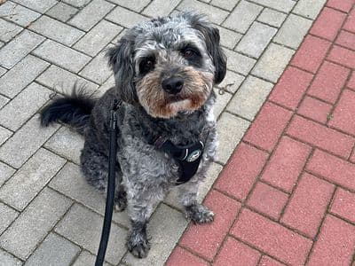Foto von kleine sensible Bella sucht eine liebe Familie