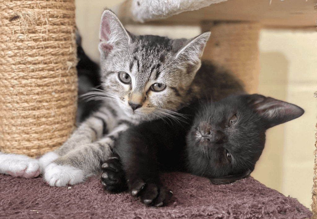 Unsere Kitten möchten umziehen!