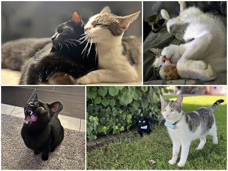 zwei ehemalige Katzenpärchen lassen grüßen - Wobbel und Kolberg und Boom und Boomer