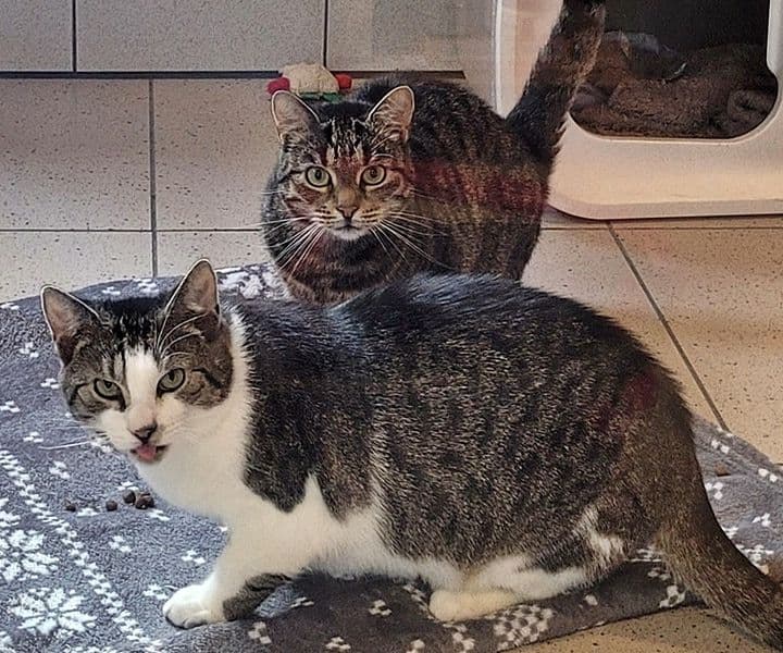 Brötchen und Tikki - wer hat ein ❤️ für ein besonders Liebespaar?