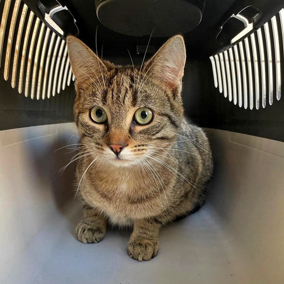 Foto von Tigerkater Charlie sucht seine Familie