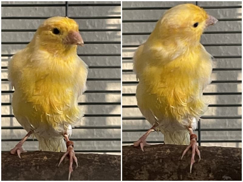 Kanarienvogel wurde gefunden
