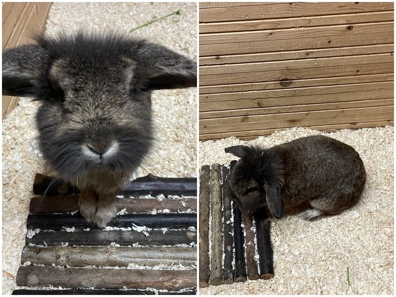 süßes Kaninchen sucht seine Besitzer