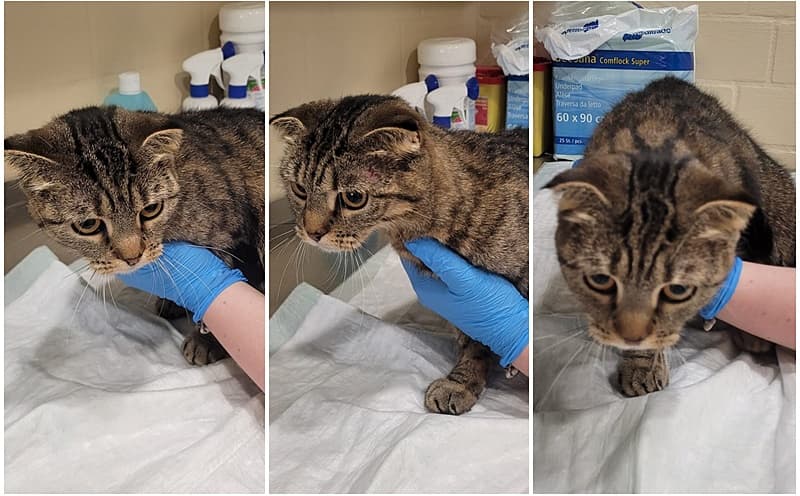 Wer vermisst diese süße Tigerkatze