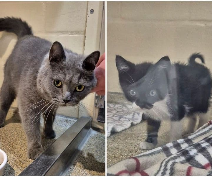 Zwei Fundkatzen an einem Tag...