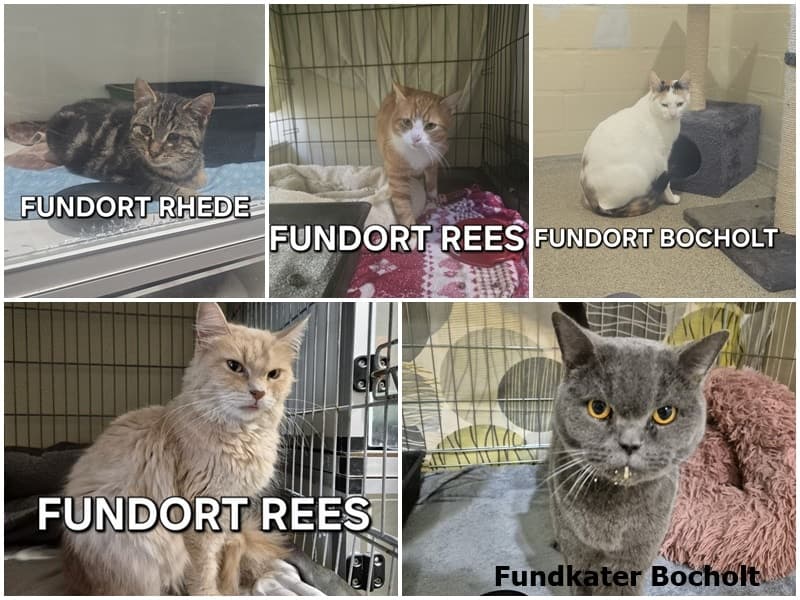 Fundkatzen der vergangenen Tage