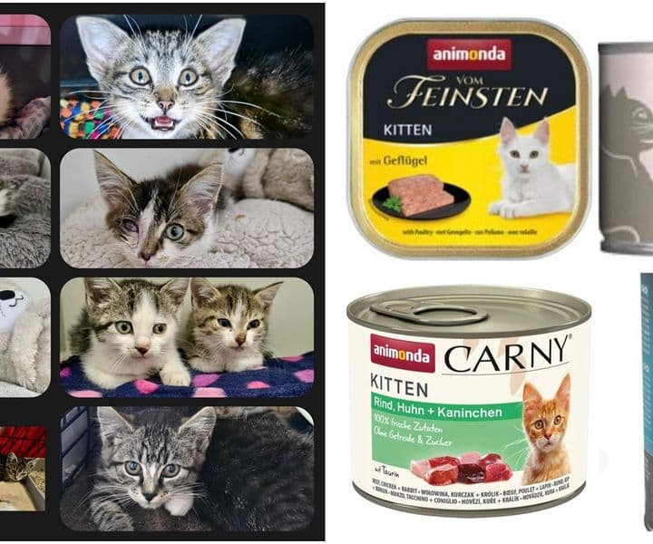 Es "regnet" Kitten - wir brauchen dringend Futter!