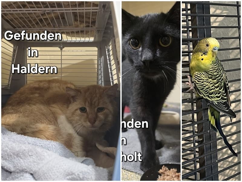 Drei Fundtiere an zwei Tagen!