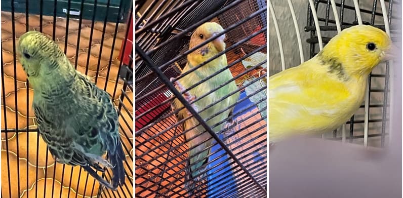 Besitzer von Wellensittich und Kanarienvogel gesucht