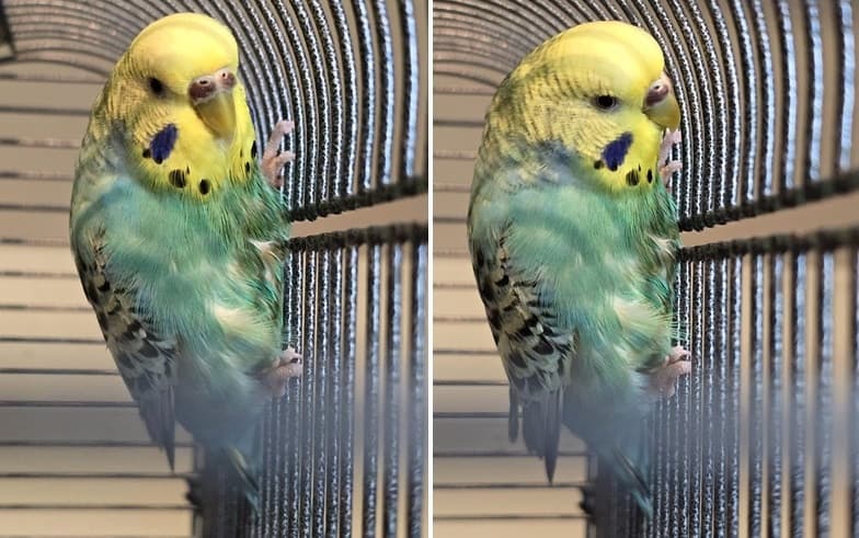 Wem gehört dieser Wellensittich? / auch ein wildfarbener Kanarienvogel wurde gefunden