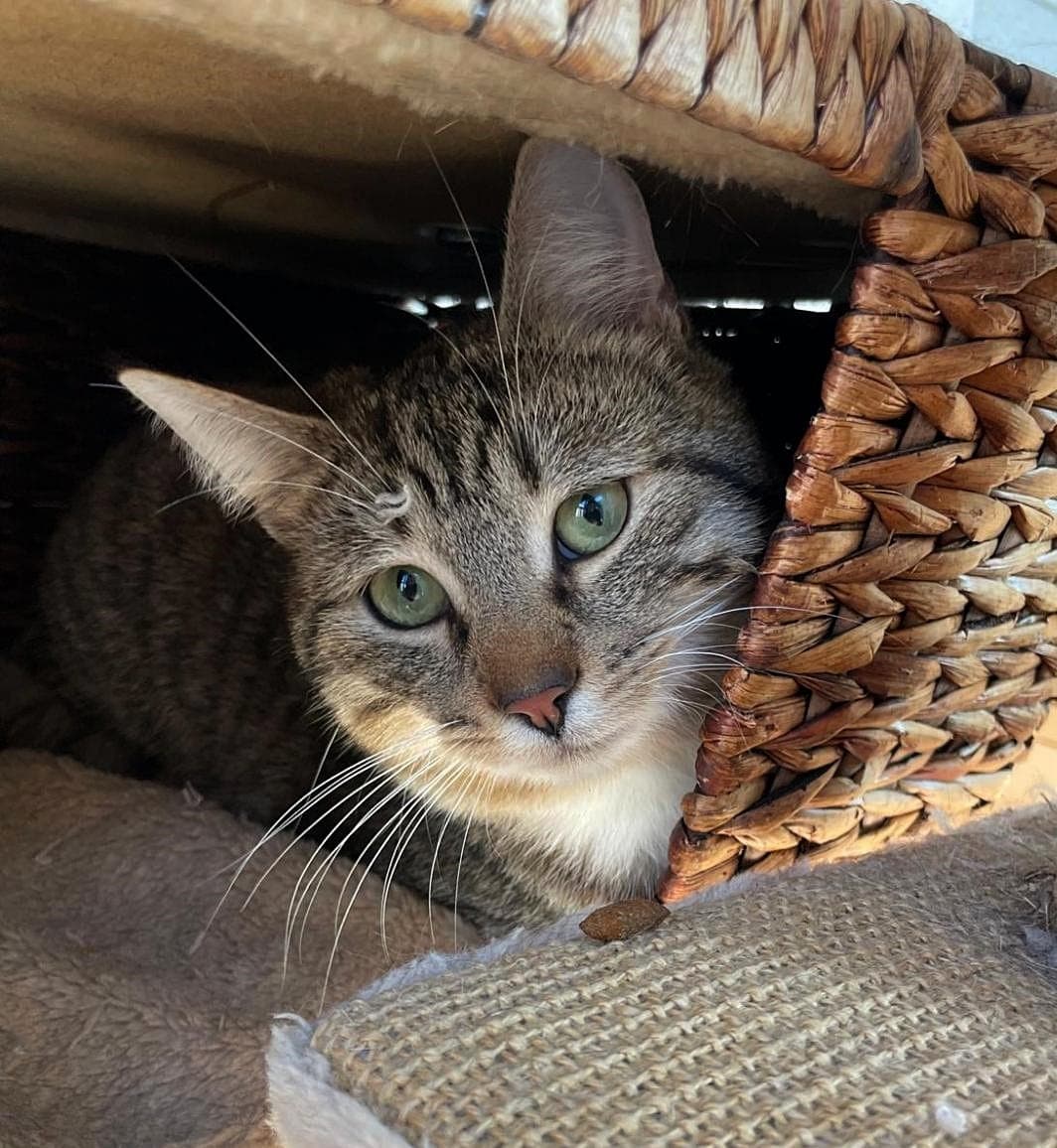 Foto von Tigerkater Jake sucht seine Familie