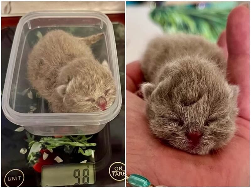 🐾 Erfahrene Pflegestellen für Kitten dringend gesucht! 🐾