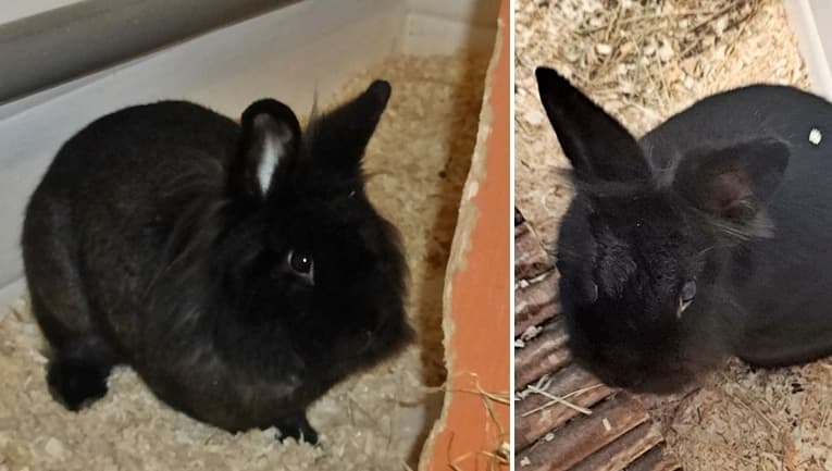 Zwei Schmusekaninchen werden immer übersehen :-(