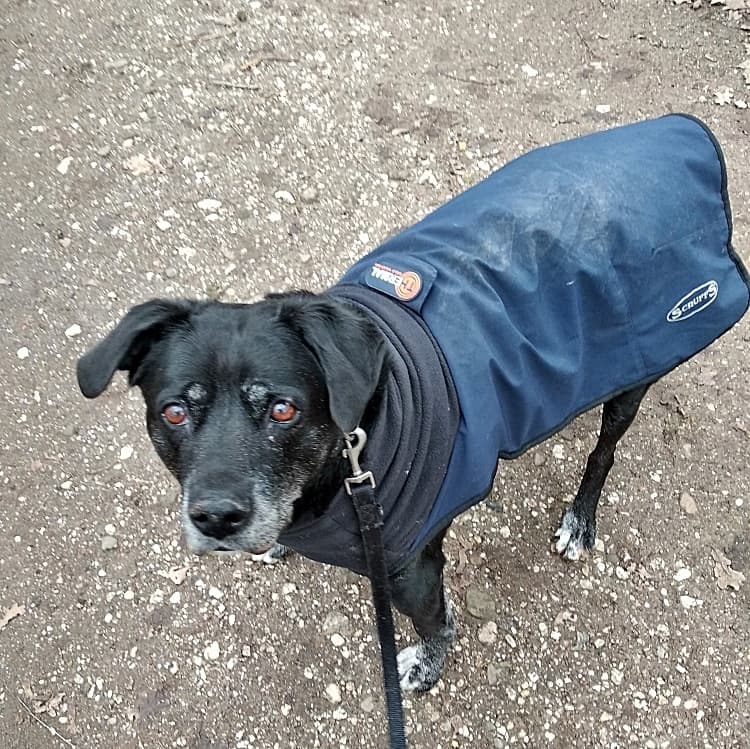 Dringend Gnadenplatz für Hundeopi Oli gesucht