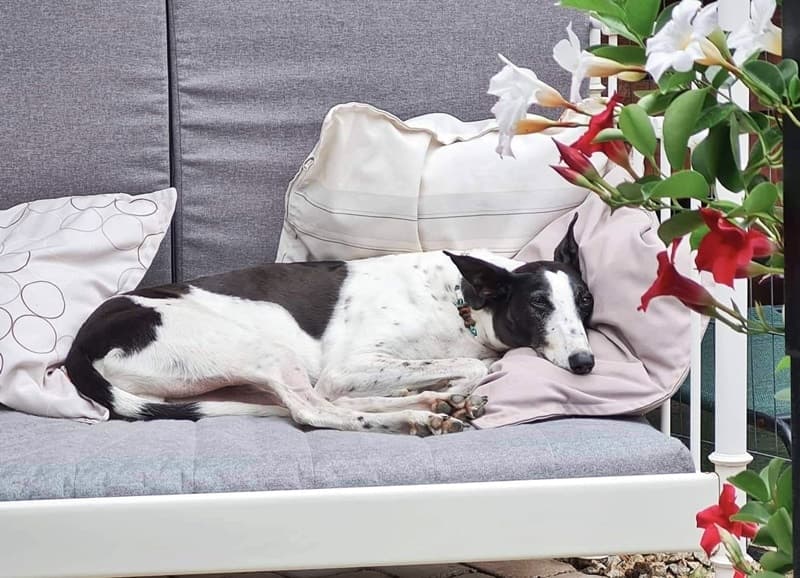 Pepper hat jetzt sein eigenes Rudel
