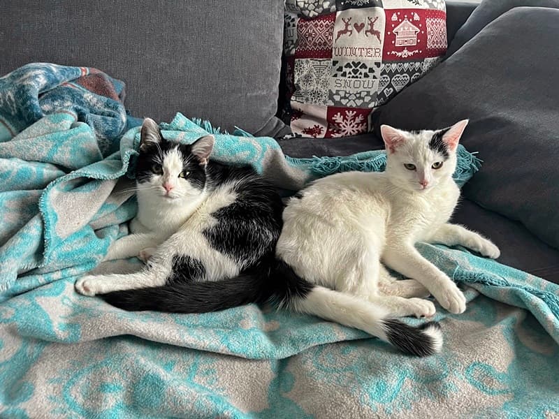 Tilly und Lilly sowie Tonja und Rasputin sind gut angekommen