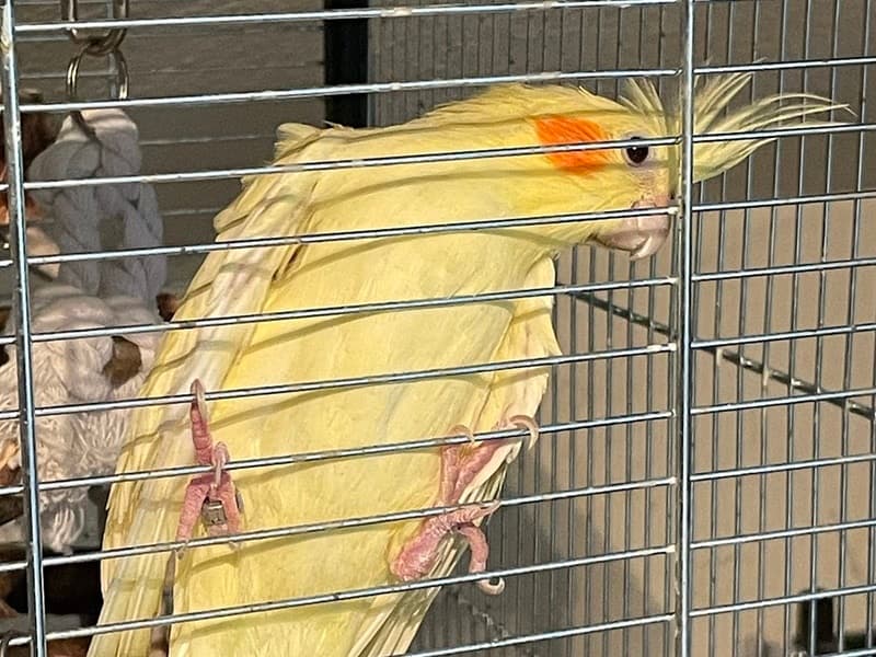 Wer hat ein Herz für einen armen schönen Vogel?