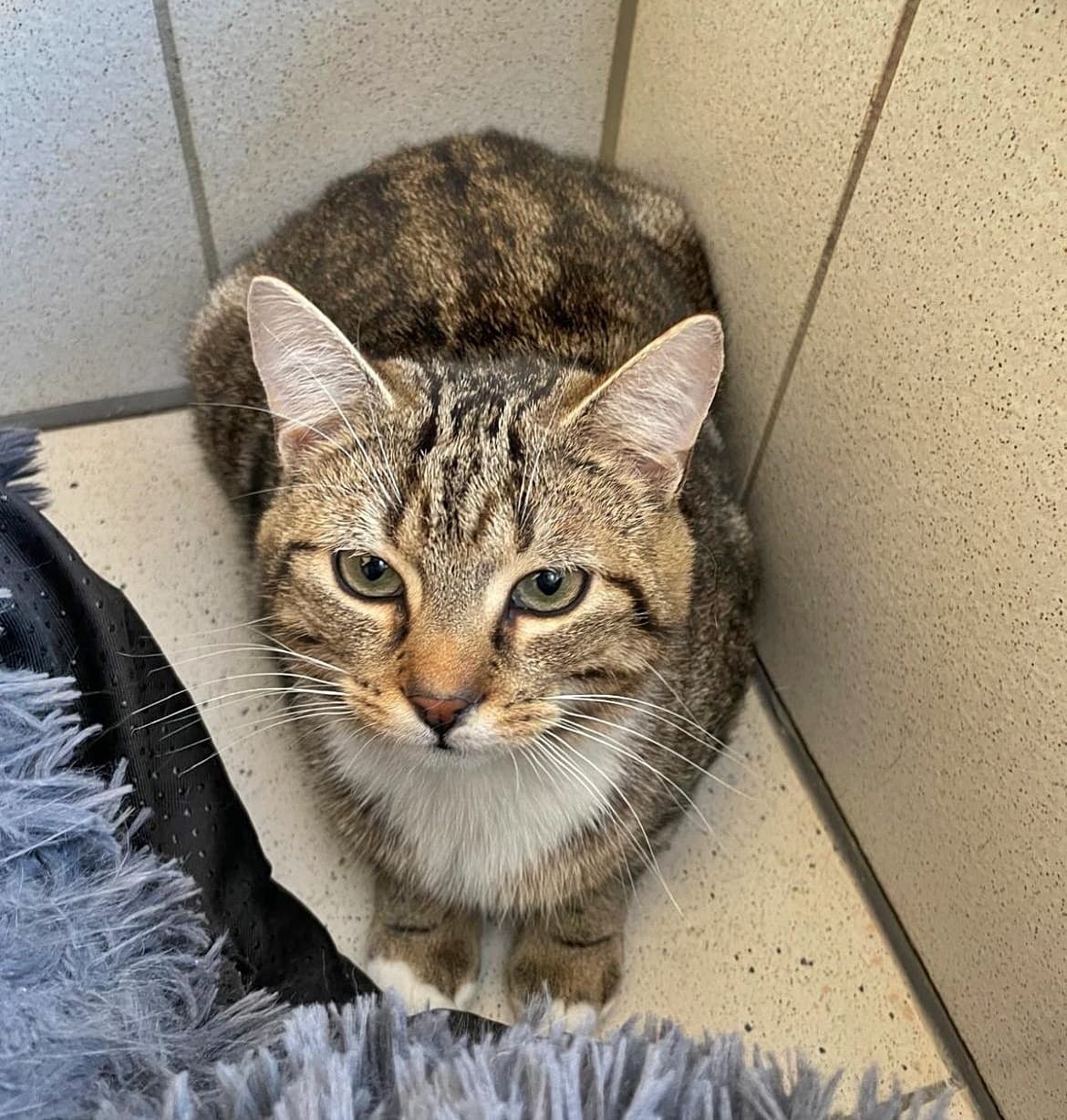 Foto von Tigerkater Walden sucht seine Familie