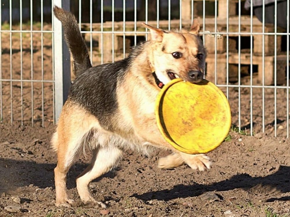 Hund mit Paket