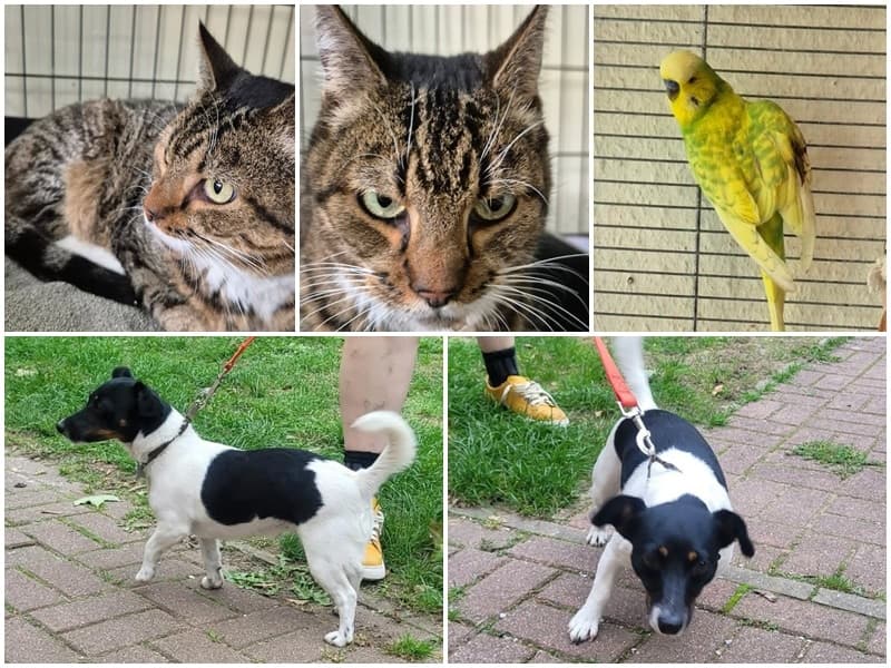Zwei schwarz-weiße Hunde auf einem gepflasterten Weg