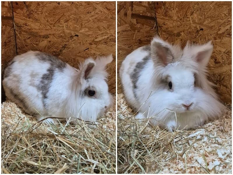 Weißes Kaninchen mit grauen Flecken in einem Gehege mit Holzwand