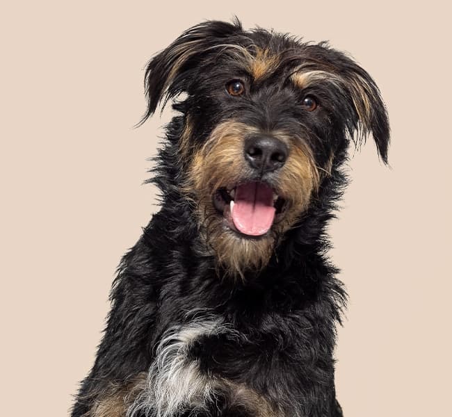 Hund mit dunklem, zotteligem Fell schaut in die Kamera