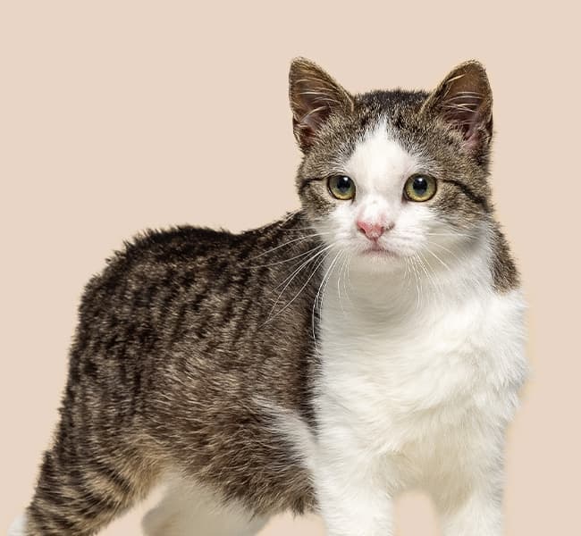 Getigerte Katze mit weißer Brust steht aufmerksam da