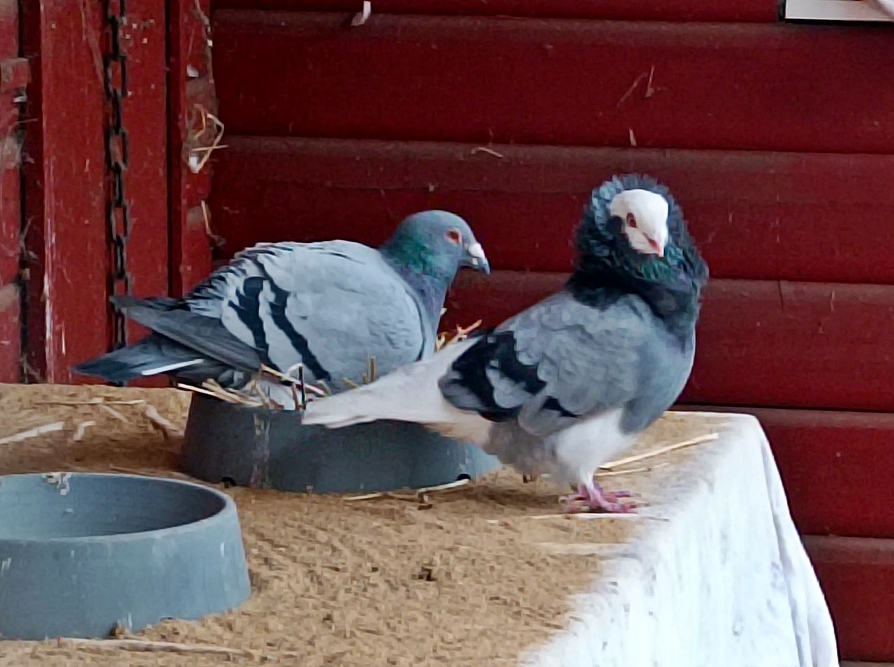 Holländer und Frau (2)