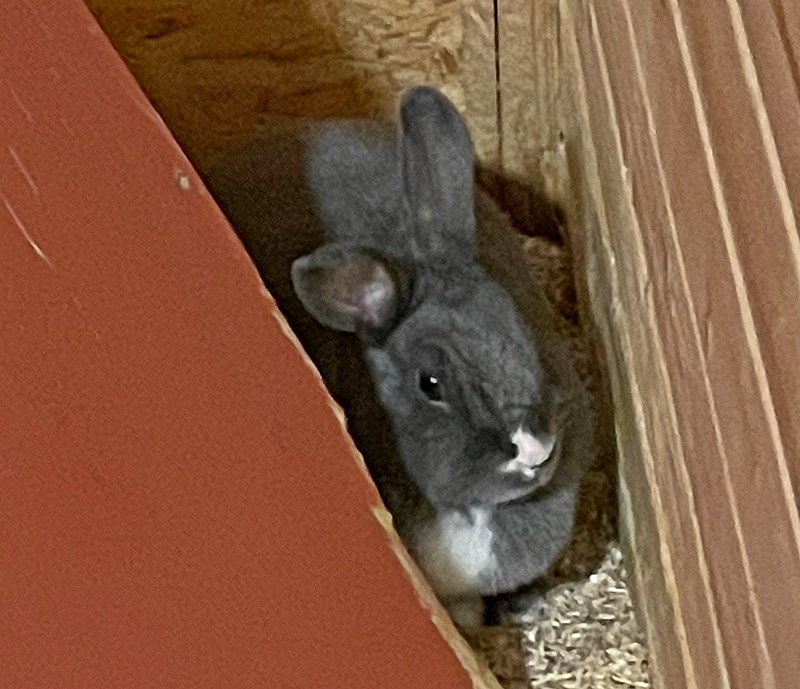 Ein weiteres Fundkaninchen ist bei uns gelandet...