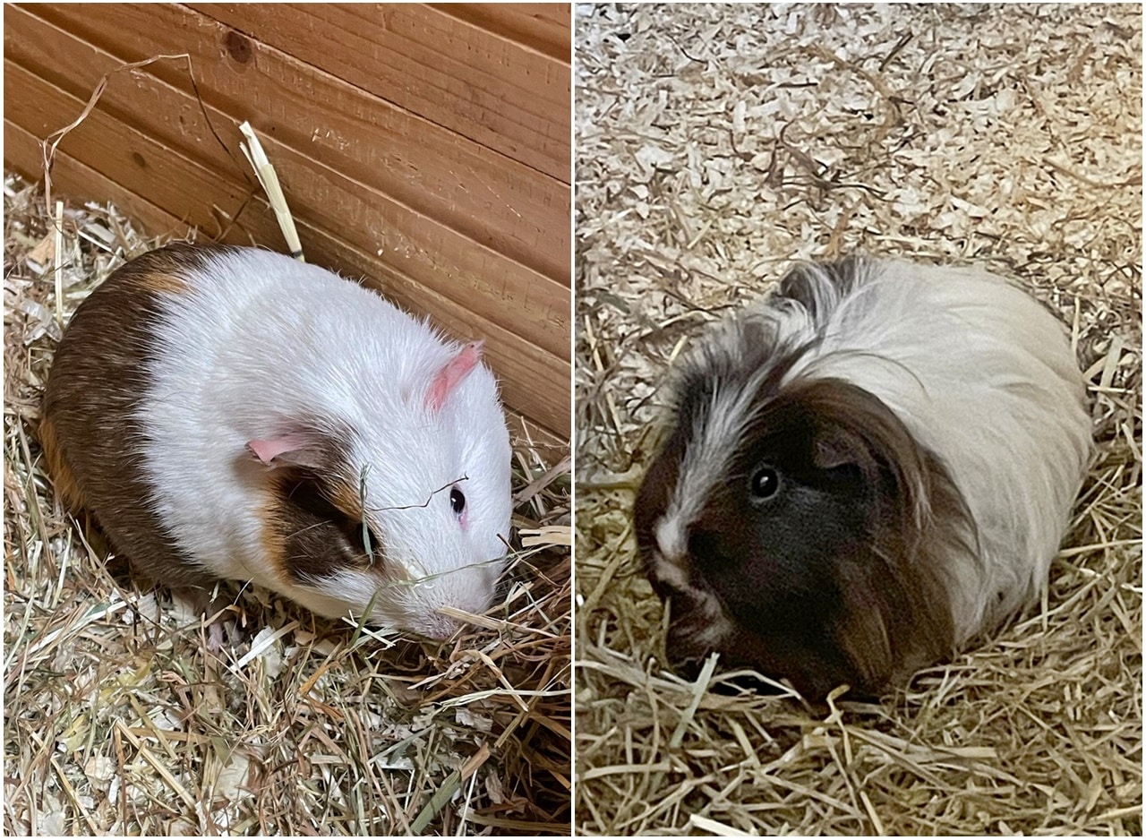 Toni und Polly