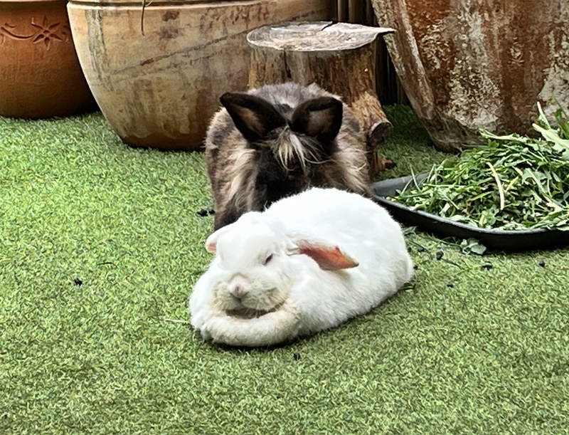 Grüße von Kaninchen Flocke