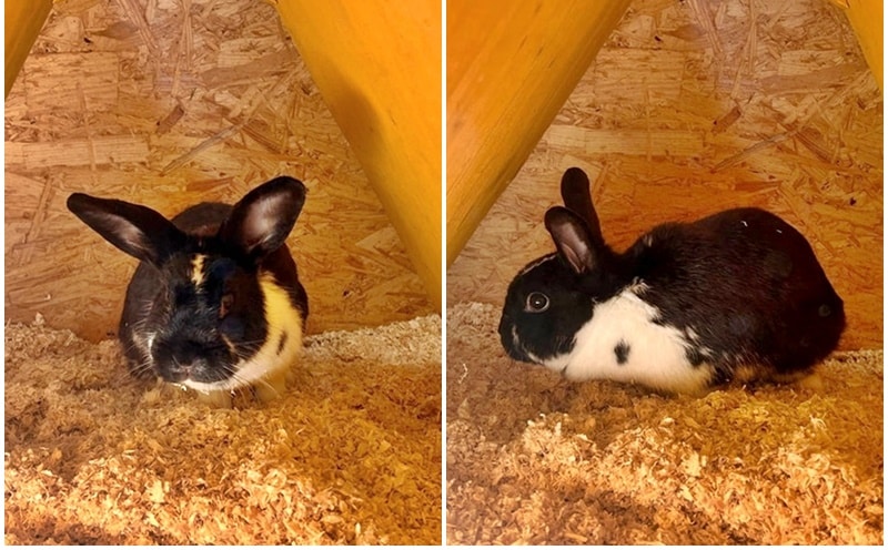Wer vermisst dieses zutrauliche Kaninchen?