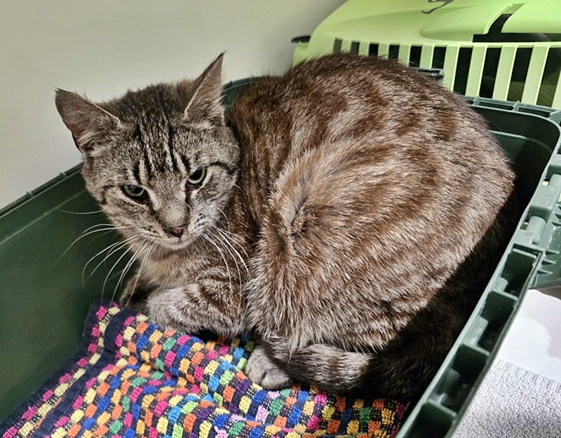 Fundkater aus Isselburg