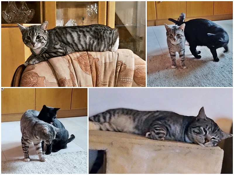 Kater Gandalf ist angekommen