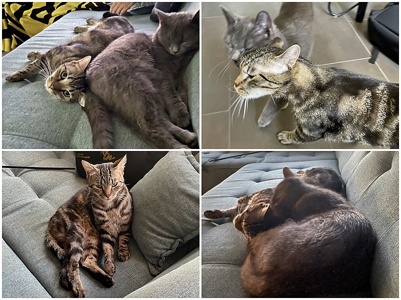 Kater Feivel ist angekommen :-)