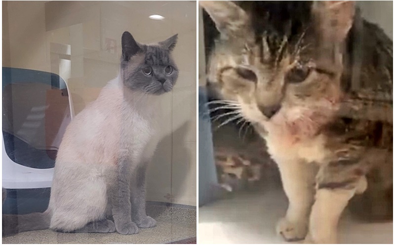 Und es gibt weitere Fundkatzen...