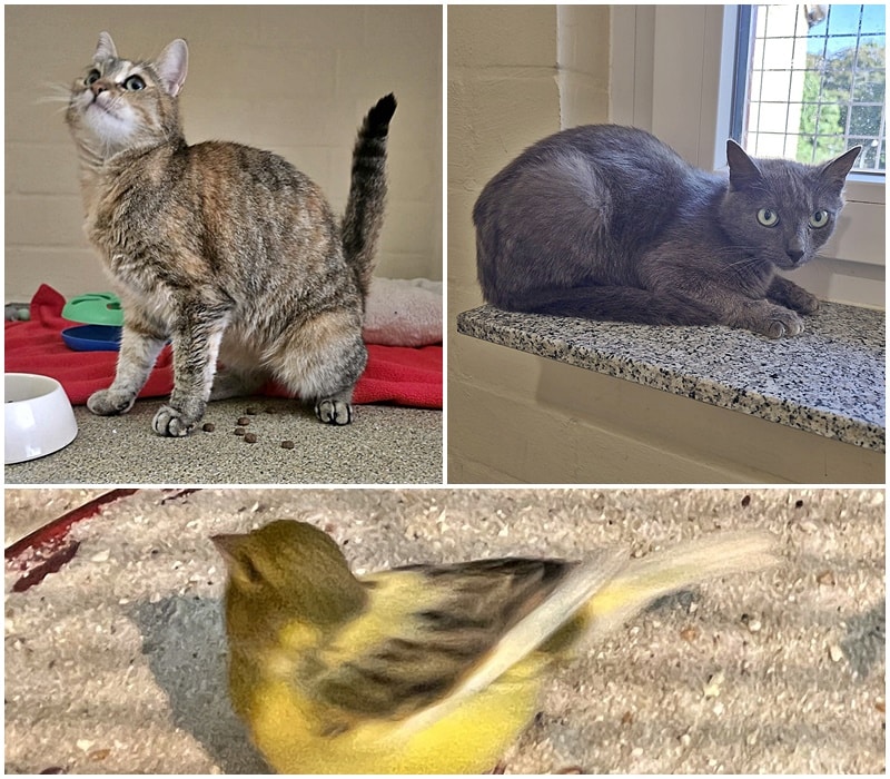 wer kennt diesen Kanarienvogel und folgende Katzen?