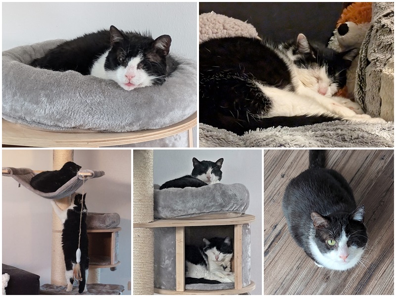 Katerchen Suko, unser ehemaliger verletzter Opa, hat eine Gefährtin für`s Leben gefunden