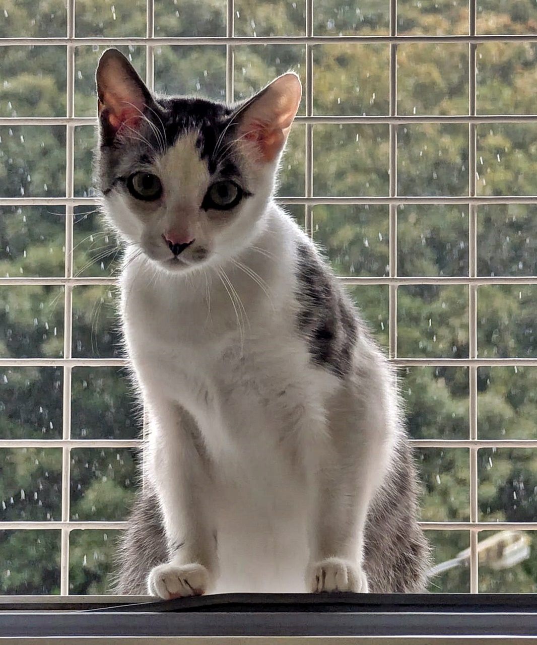 Peanut (3)