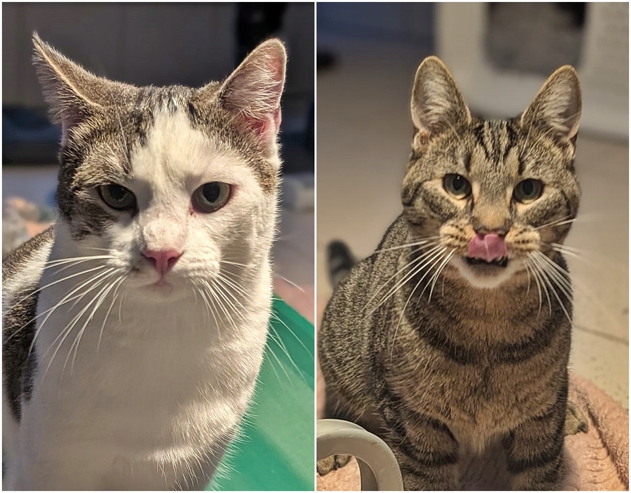 Raffaela und Rembrandt neu