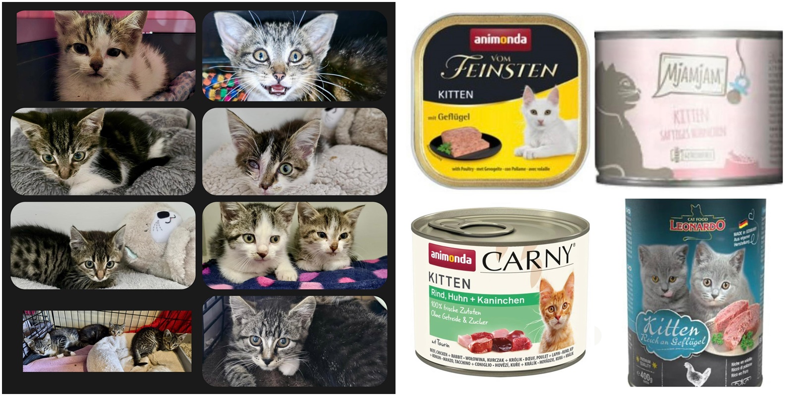 Es "regnet" Kitten - wir brauchen dringend Futter!