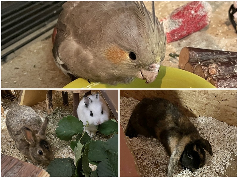 Dringend: ein junger Nymphensittich sucht seinen Besitzer - und weitere Fundtiere (3 Kaninchen) ebenfalls