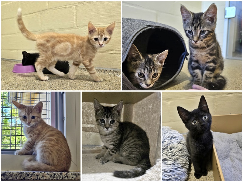 Unsere ersten Kitten stehen zur Vermittlung