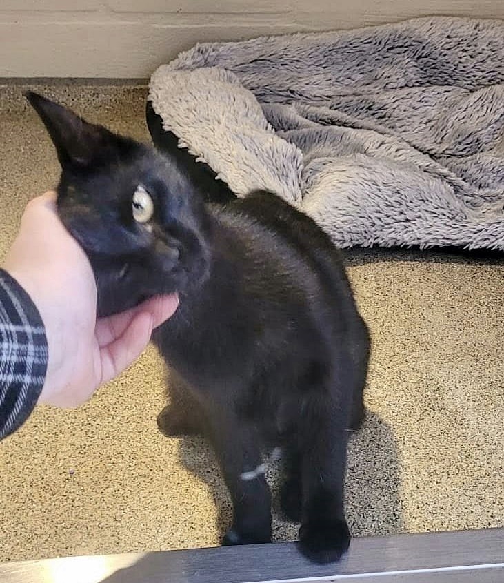 Wer kennt diesen schönen Kater?