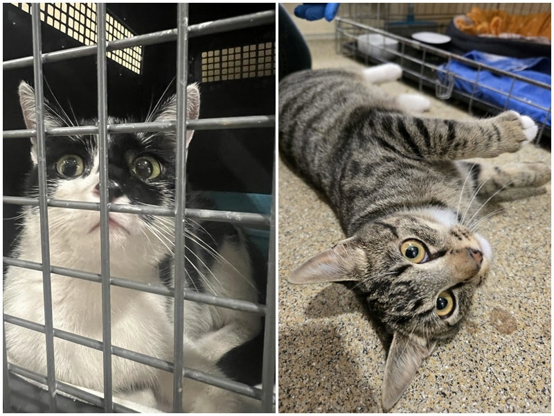 zwei Fundkatzen aus Bocholt / Rhede