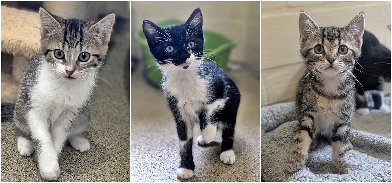 Bellatrix, Harry und Ron